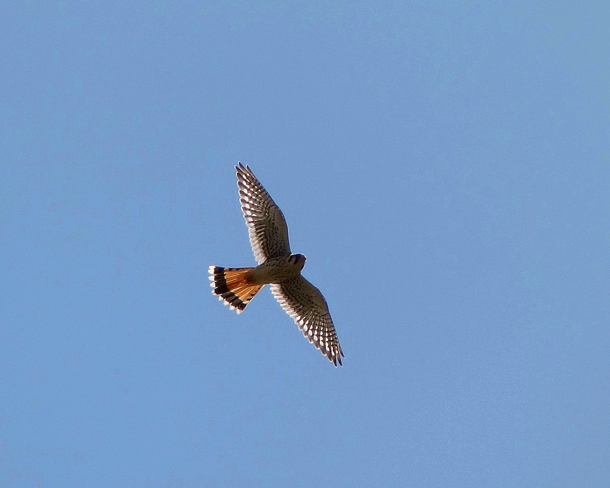 American Kestrel - ML639679504