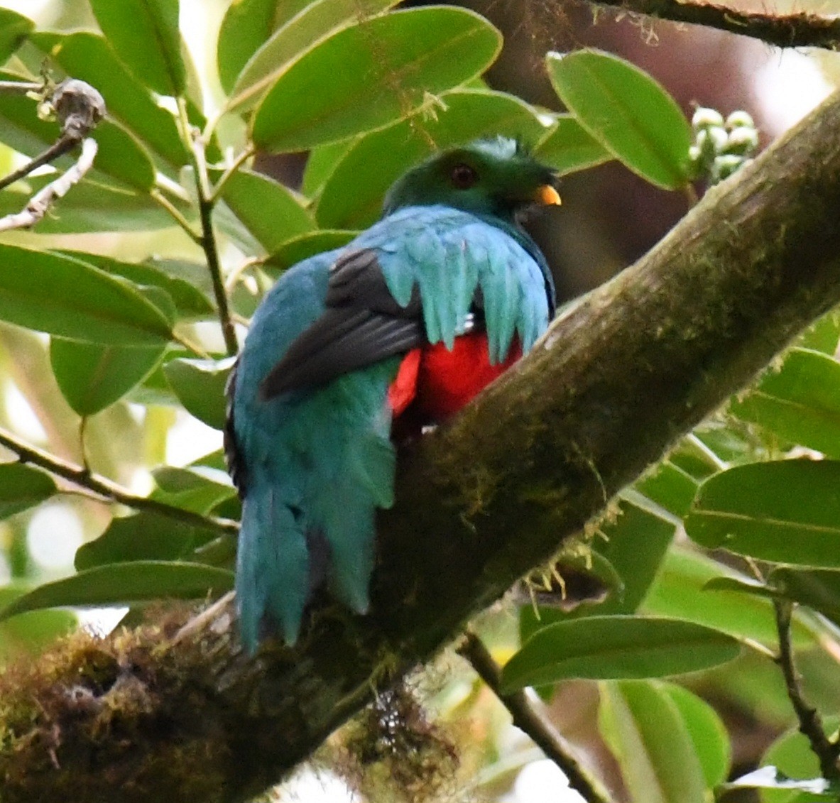 Crested Quetzal - ML639679514