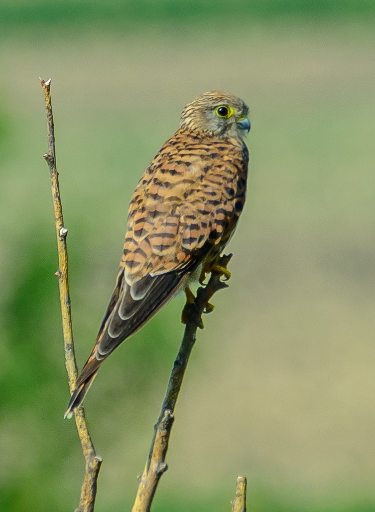 Eurasian Kestrel - ML639679566