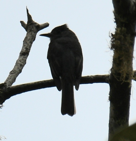 Smoke-colored Pewee - ML639679608