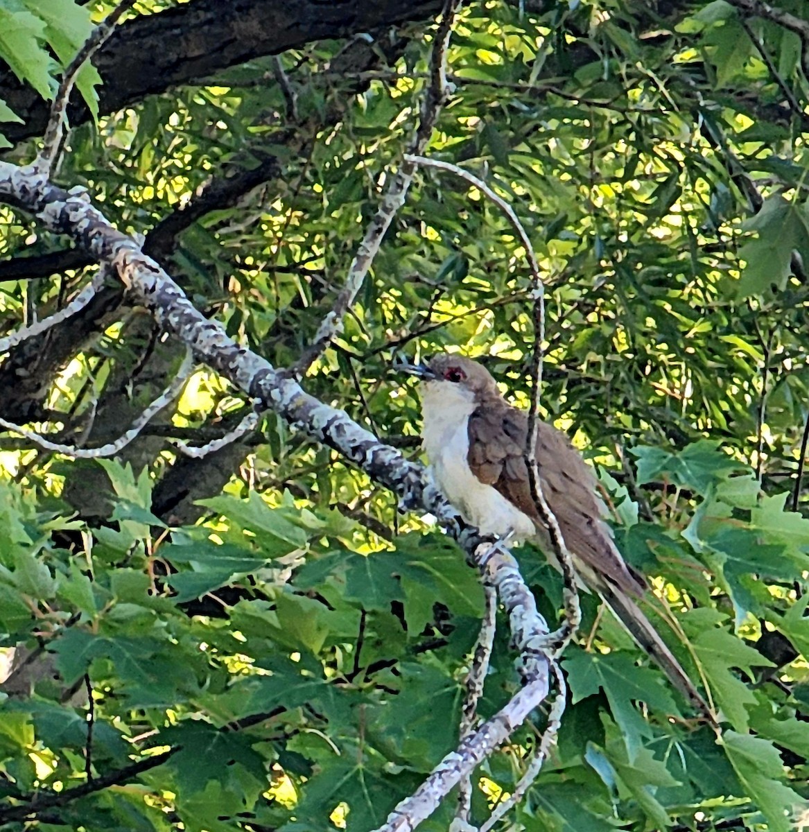 Black-billed Cuckoo - ML639679654