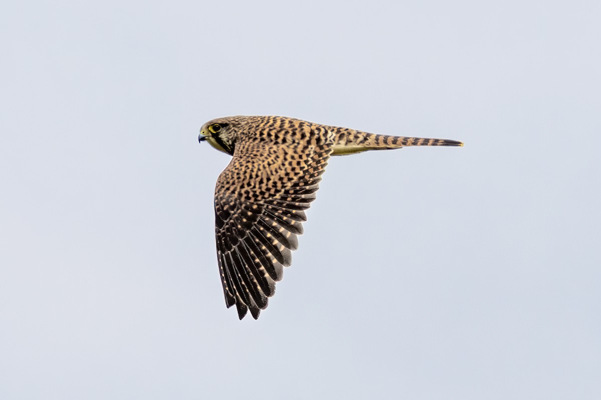 Eurasian Kestrel - ML639679667