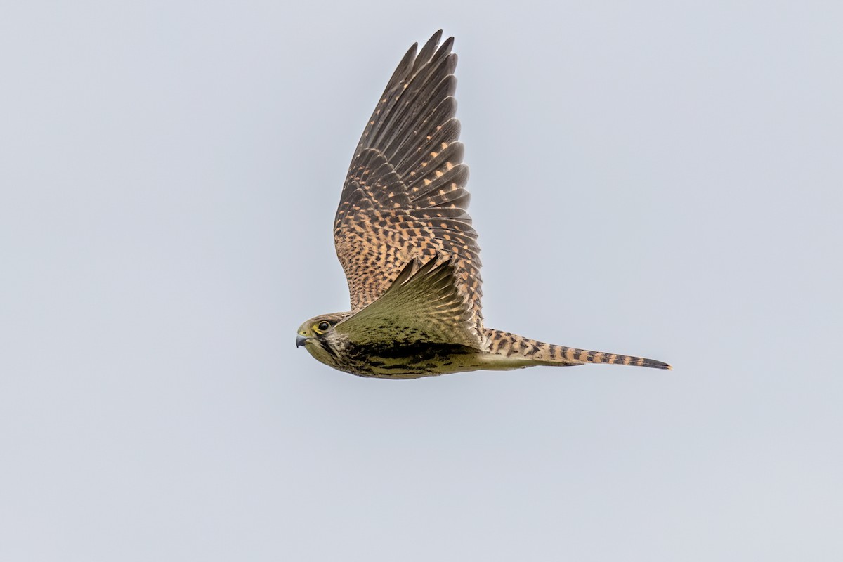 Eurasian Kestrel - ML639679668