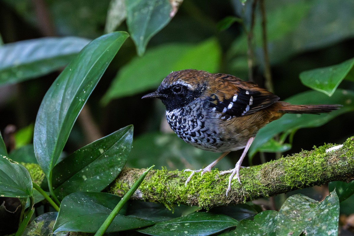 Squamate Antbird - ML639679772