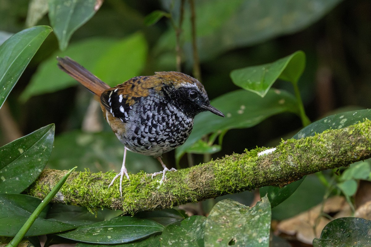 Squamate Antbird - ML639679773