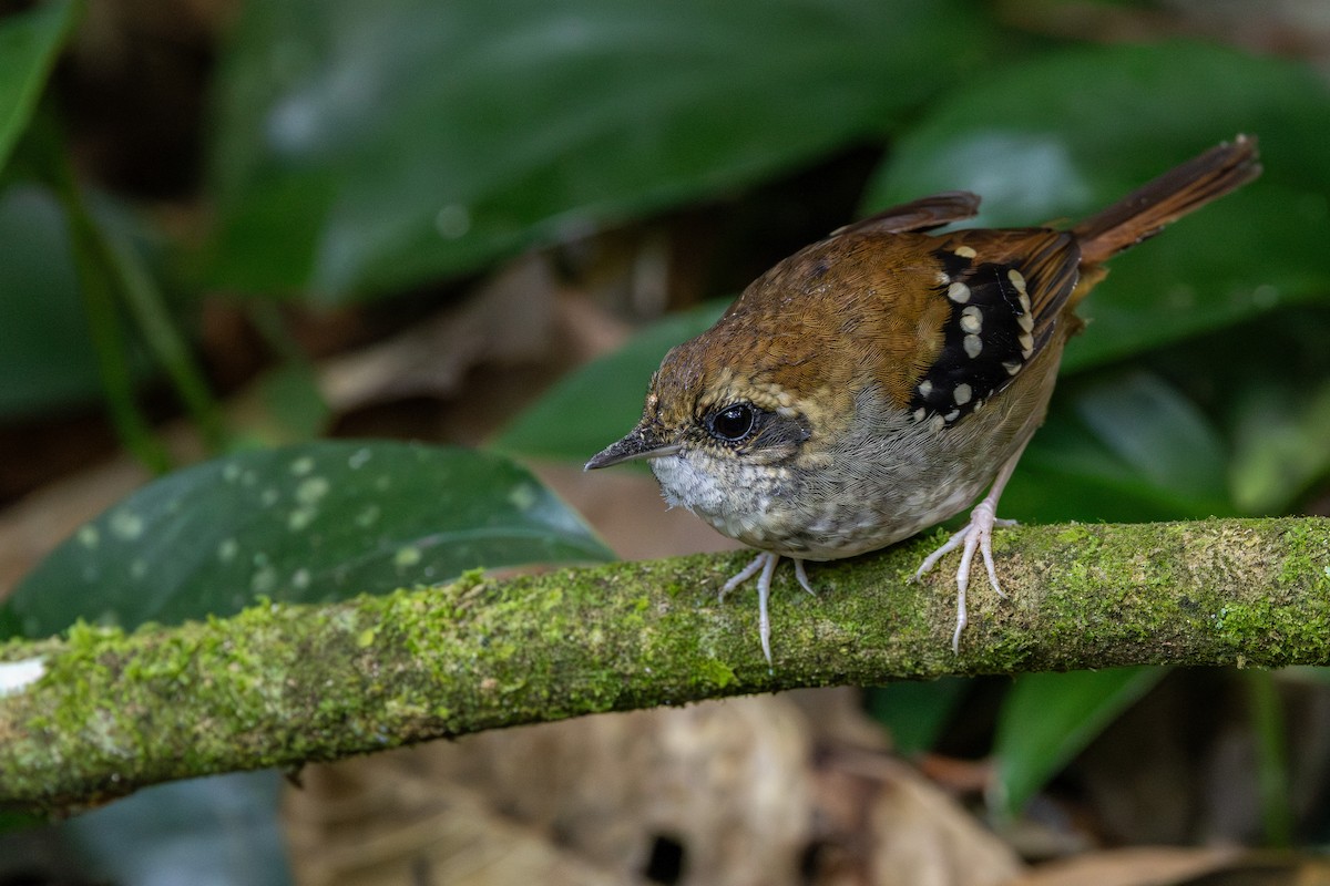 Squamate Antbird - ML639679774