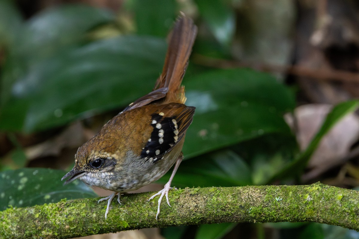 Squamate Antbird - ML639679775