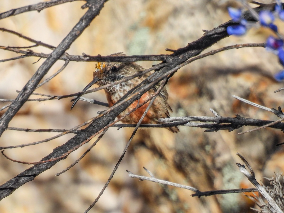 Wedge-tailed Hillstar - ML639679831