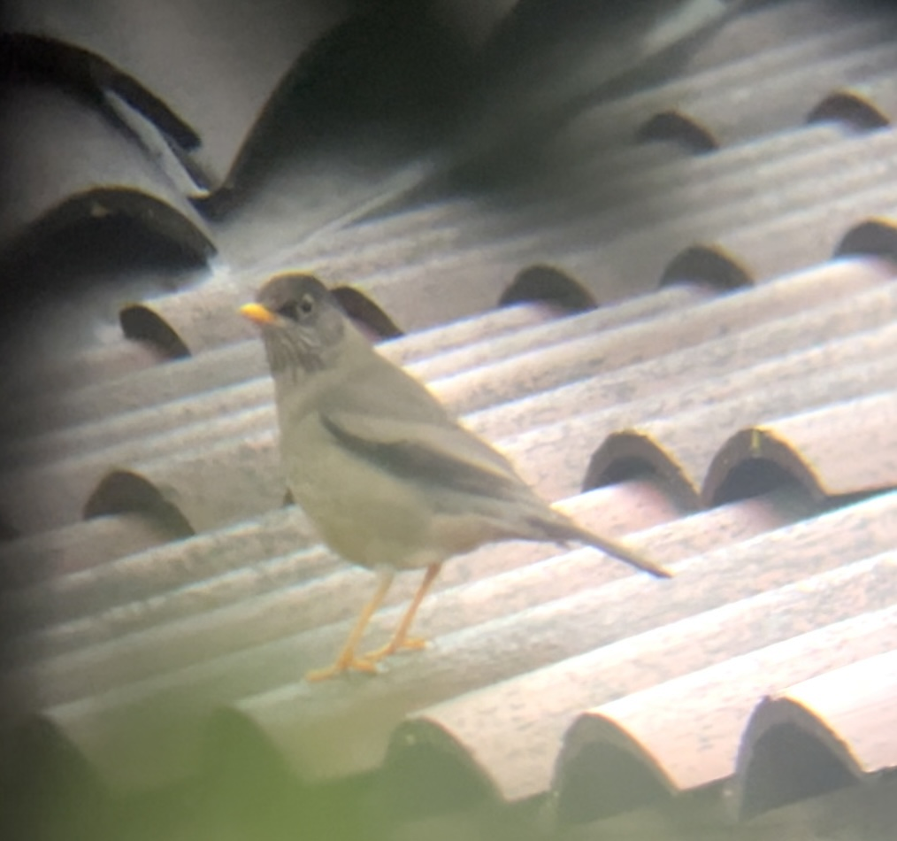 Austral Thrush - ML639680064