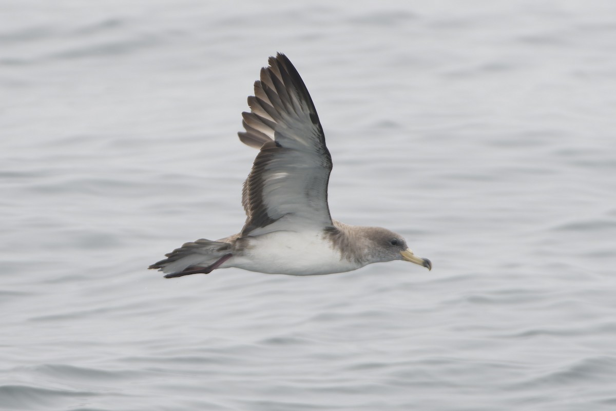 チチュウカイオニミズナギドリ - ML639680084