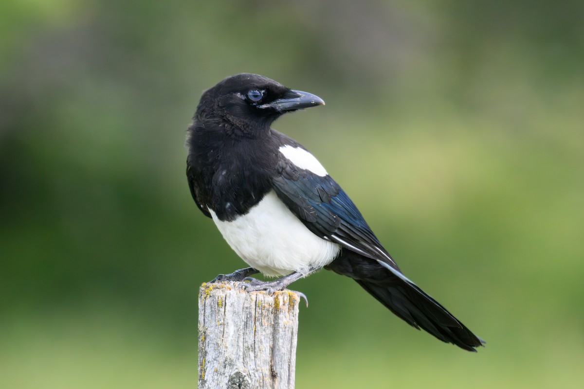 straka americká - ML639680095