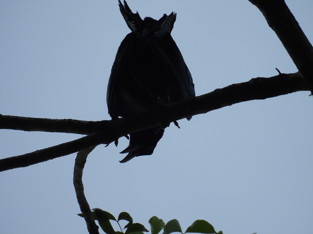 Yellow-billed Cacique - ML639680257