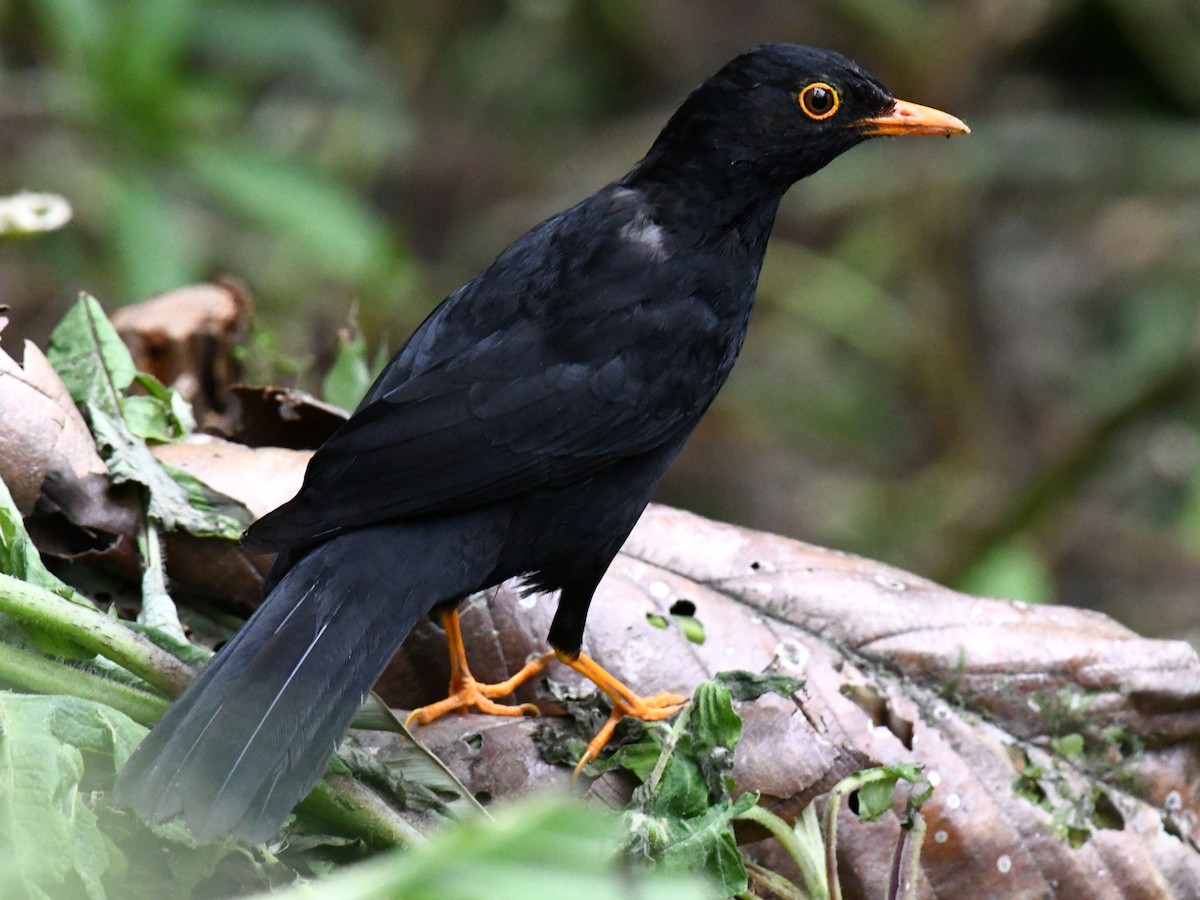 Glossy-black Thrush - ML639680402