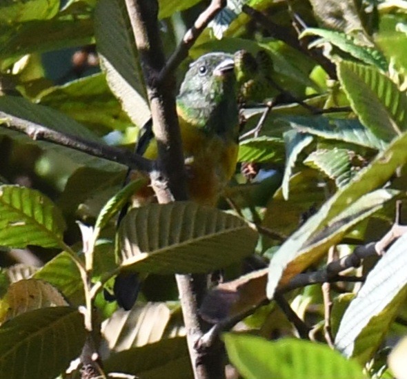 Chestnut-breasted Chlorophonia - ML639680409