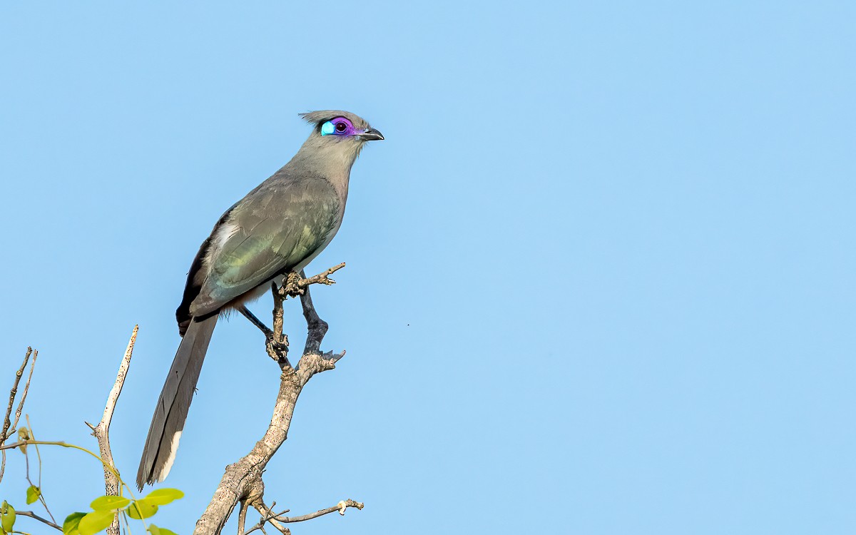 Crested Coua (Chestnut-vented) - ML639680735