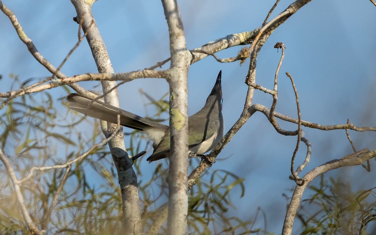 Verreaux's Coua - ML639680743