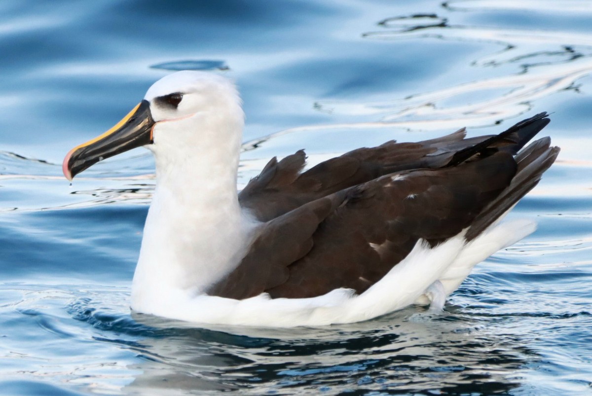 Atlantic Yellow-nosed Albatross - ML639680894