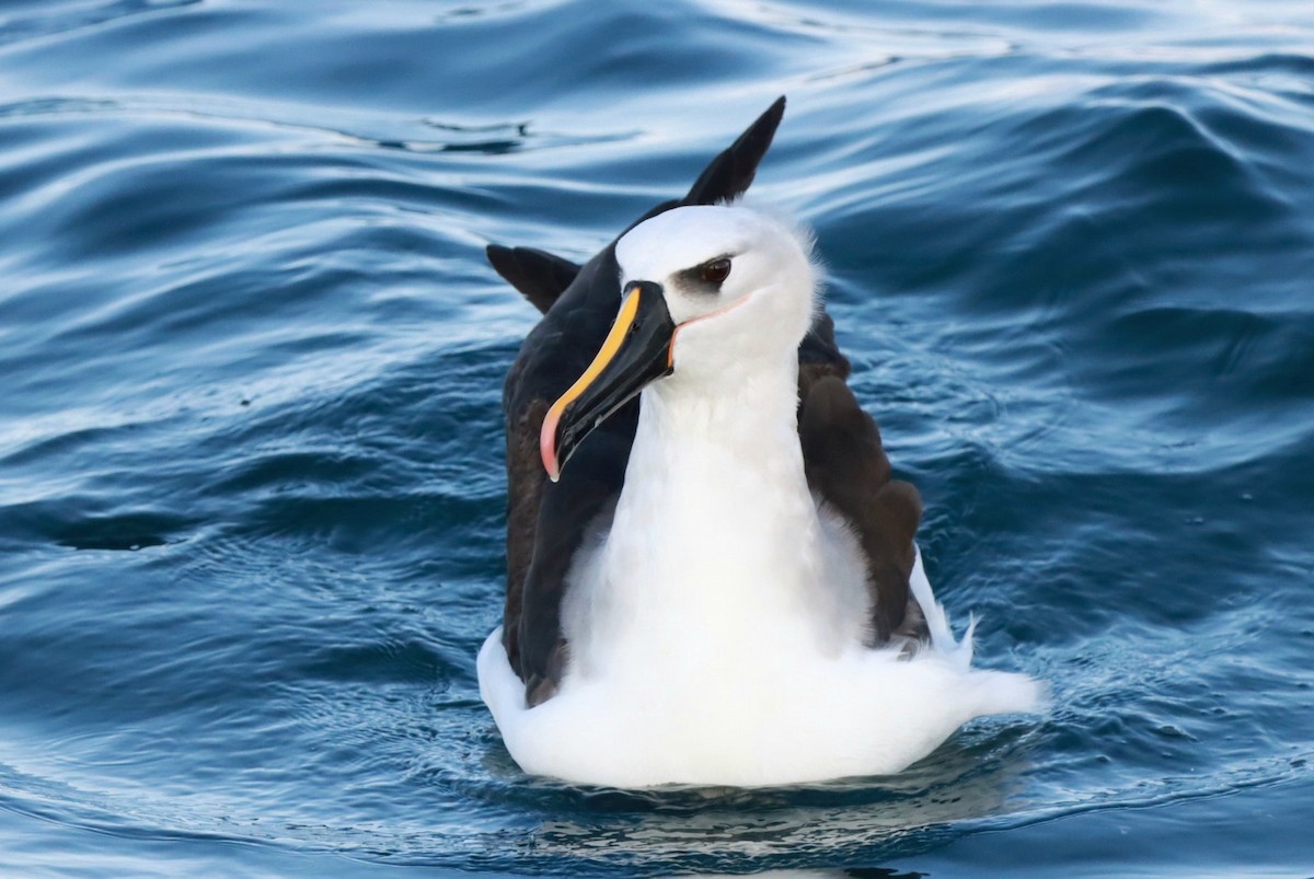 Atlantic Yellow-nosed Albatross - ML639680896