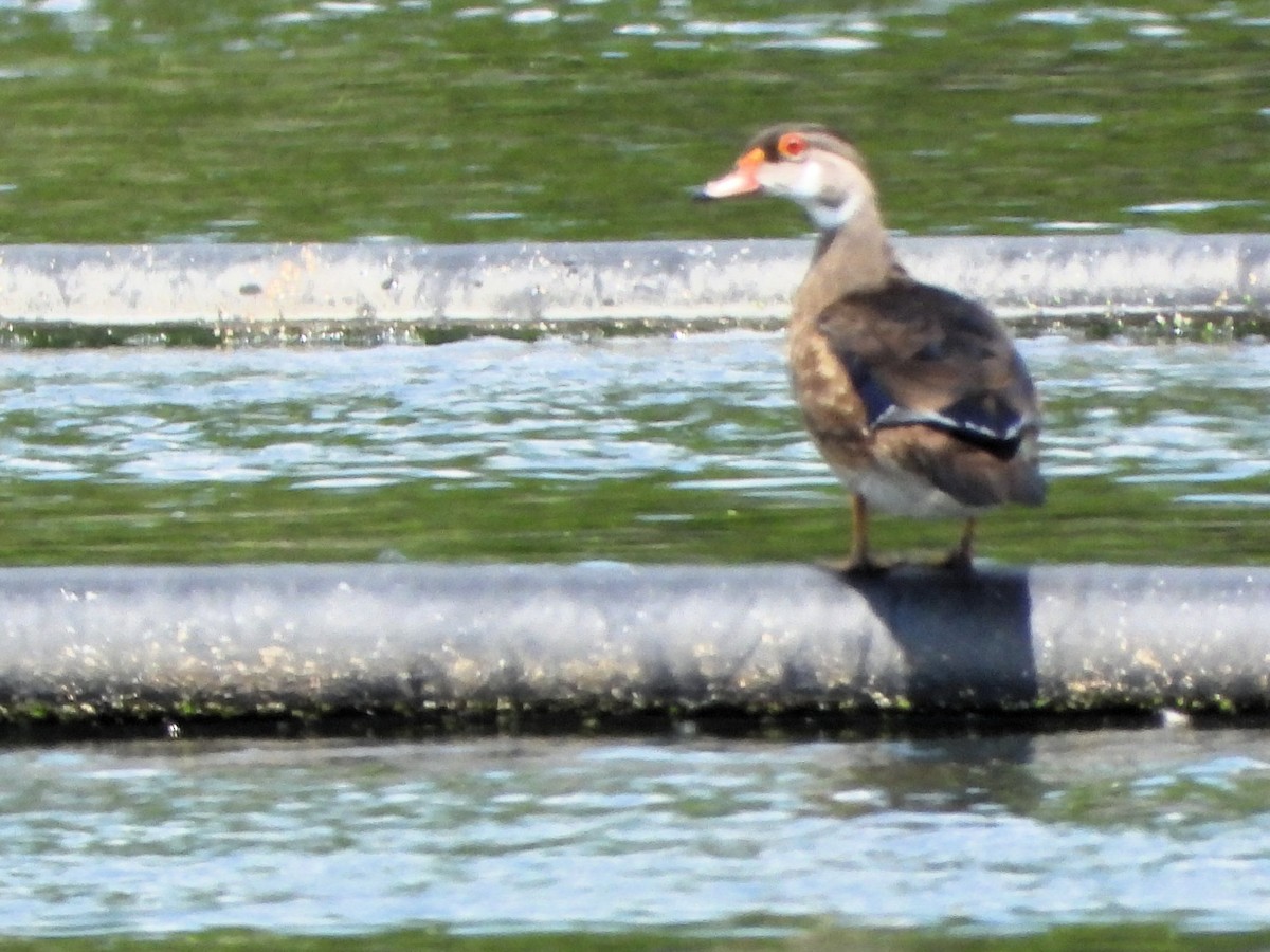 kachnička karolínská - ML639680973