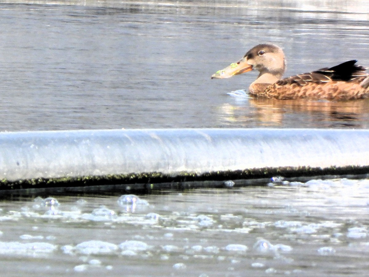 lžičák pestrý - ML639680983