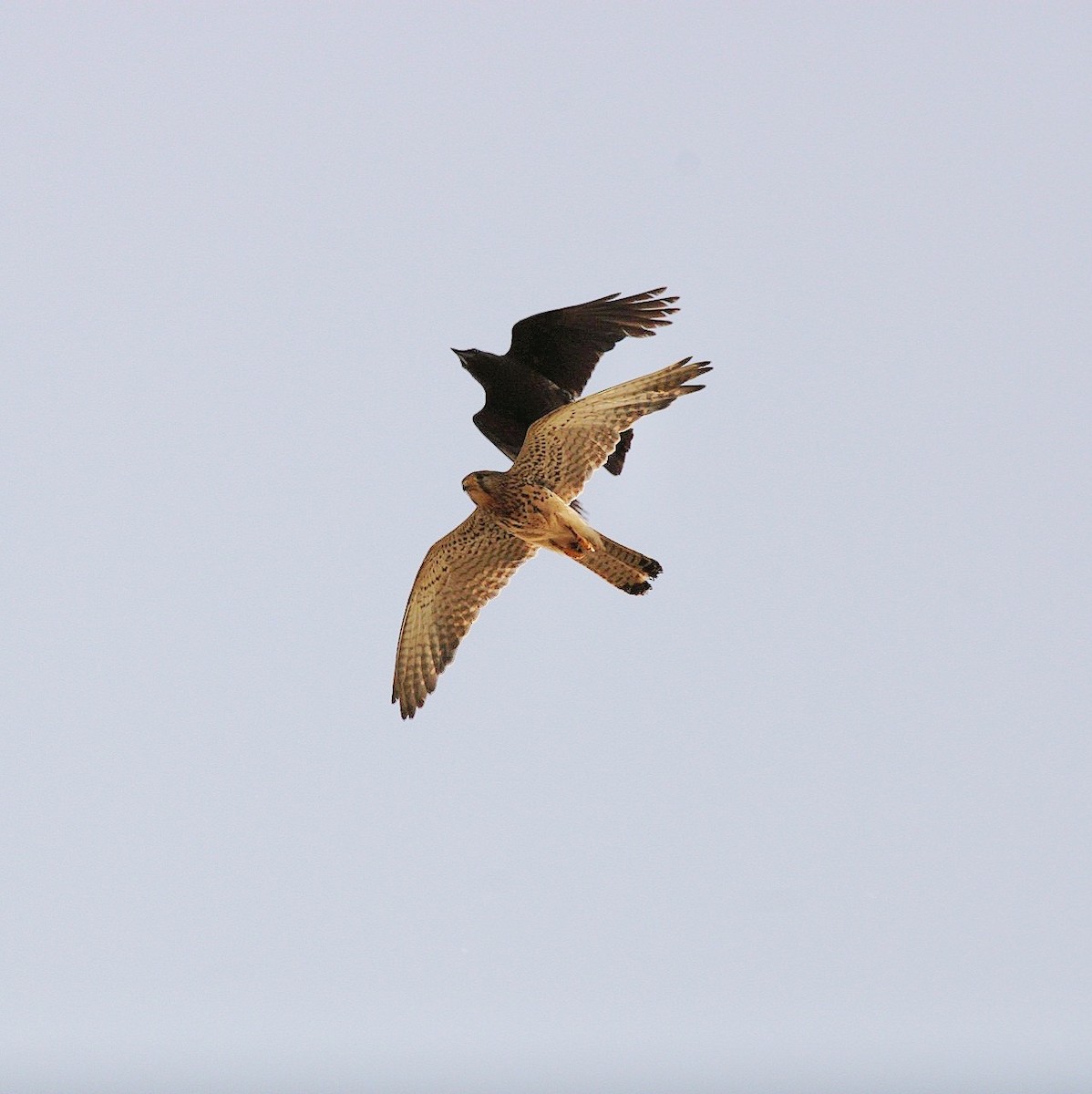 Eurasian Kestrel - ML639680986