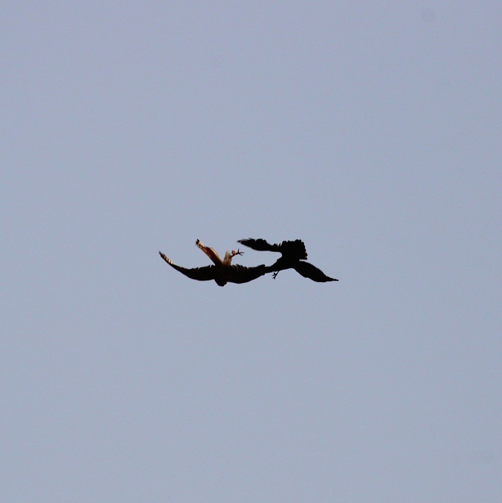 Eurasian Kestrel - ML639680987