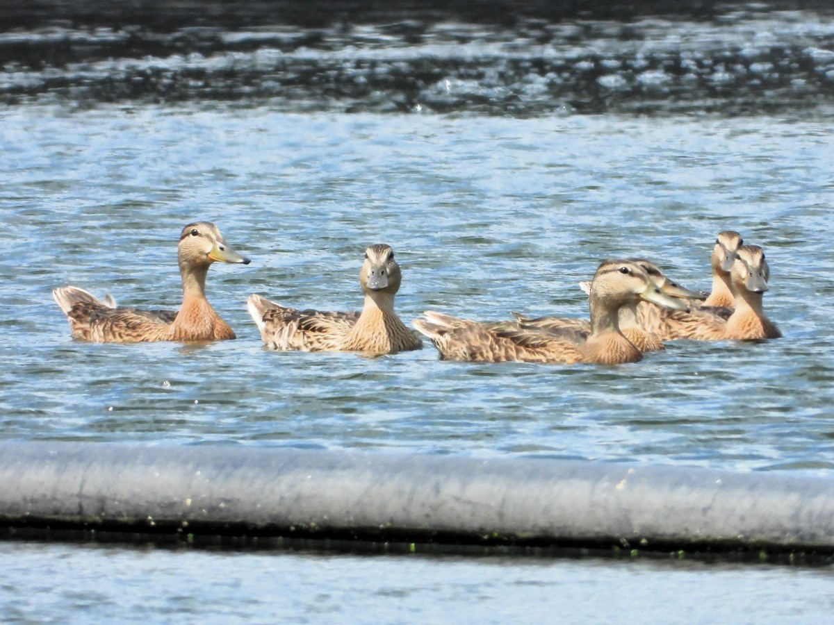 kachna divoká - ML639680997