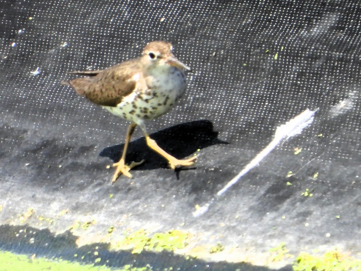 pisík americký - ML639681021