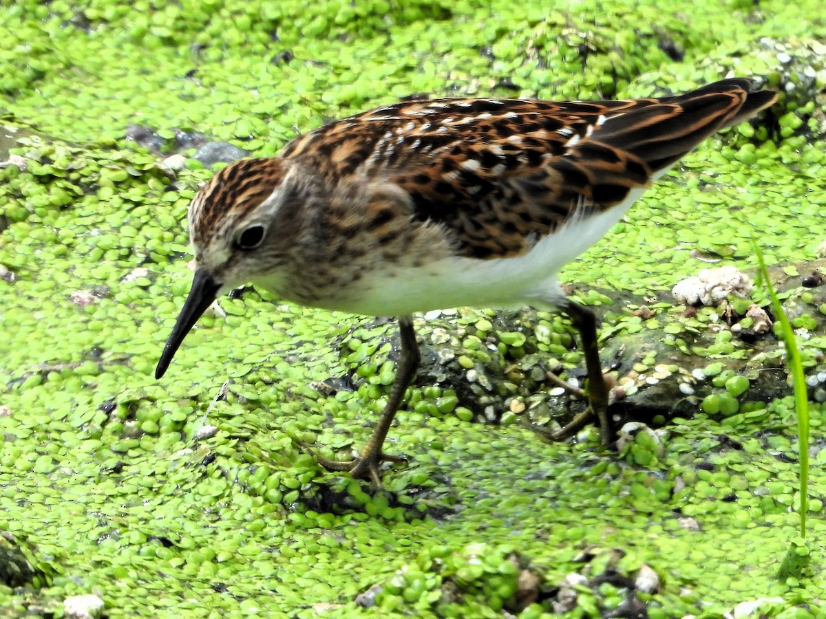 jespák drobný - ML639681047