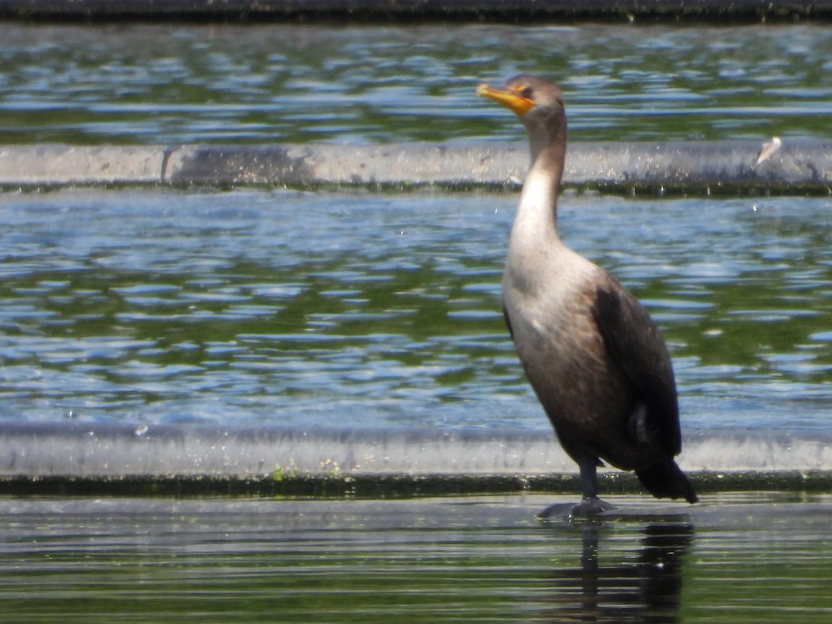 kormorán ušatý - ML639681052