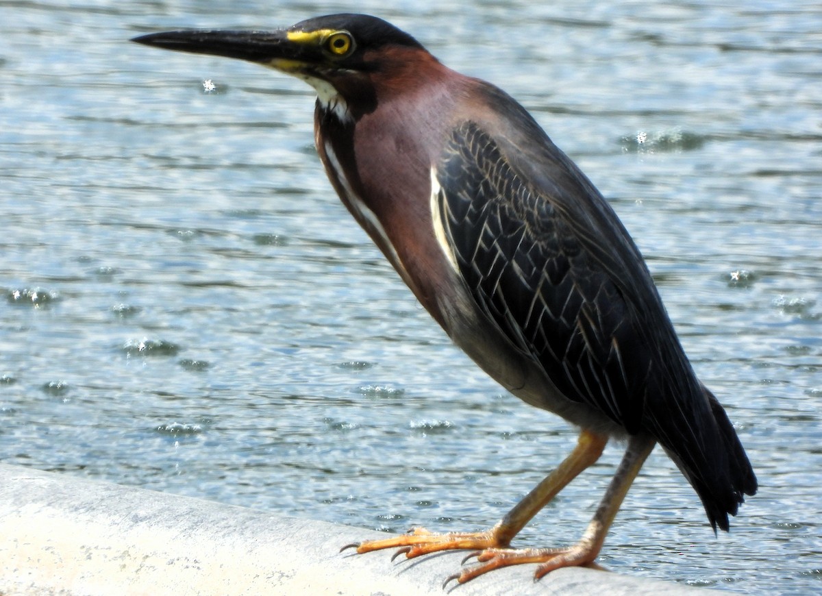 volavka zelenavá - ML639681070