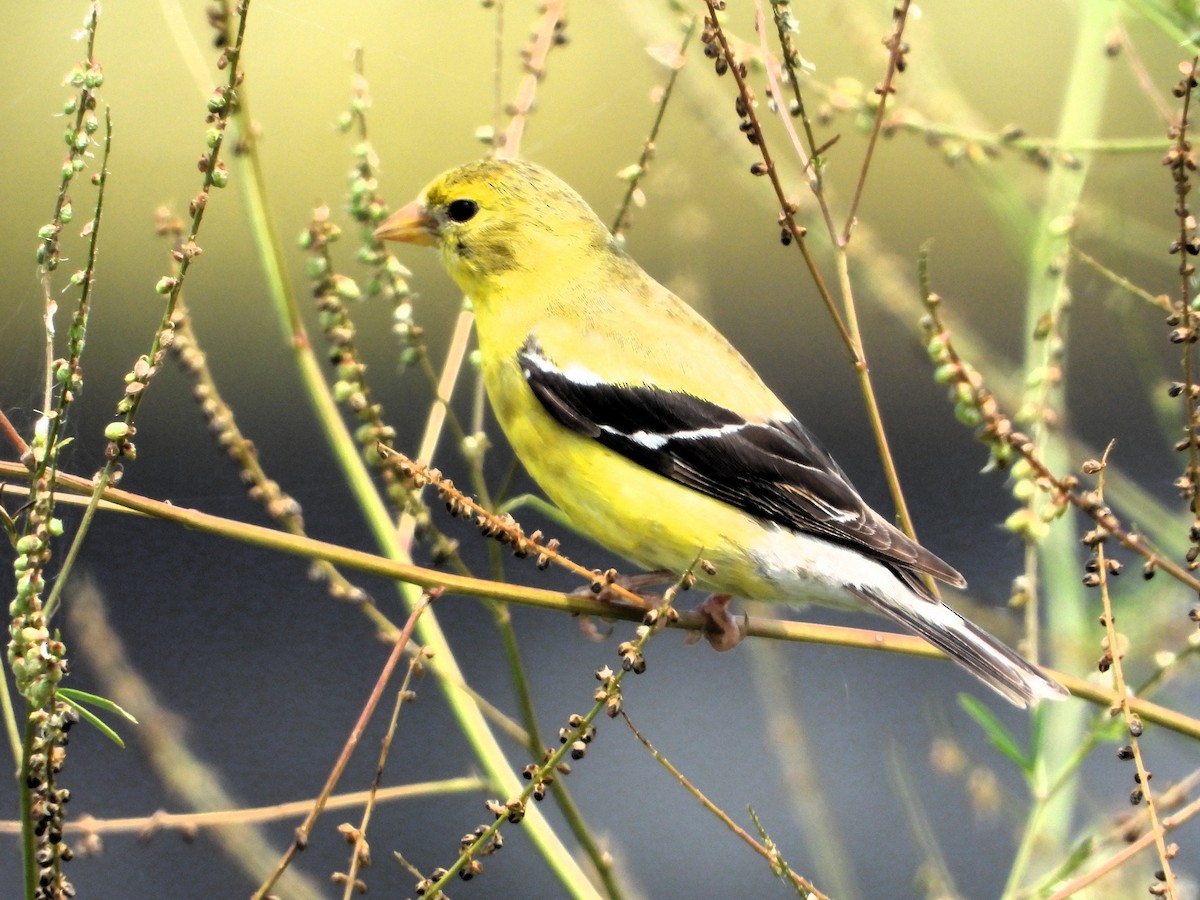 čížek žlutý - ML639681083