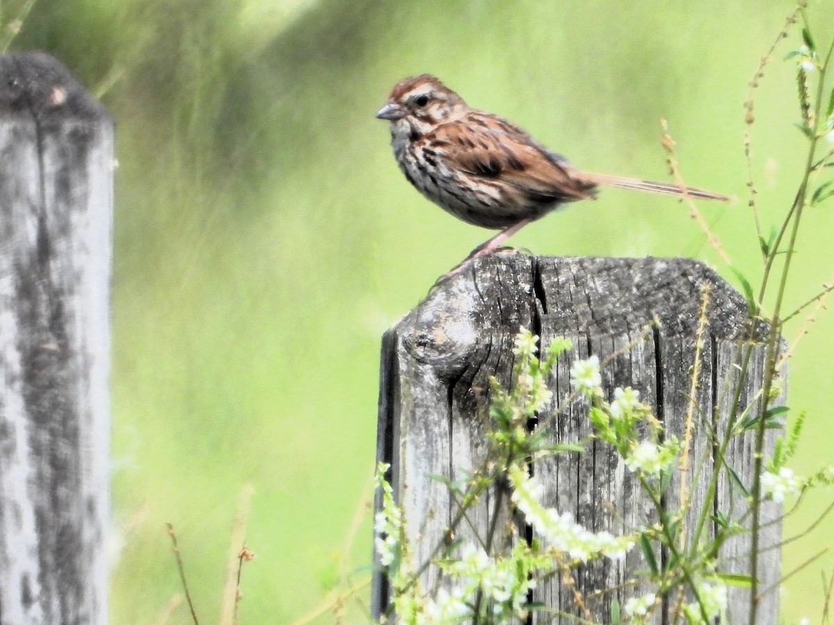 strnadec zpěvný - ML639681096