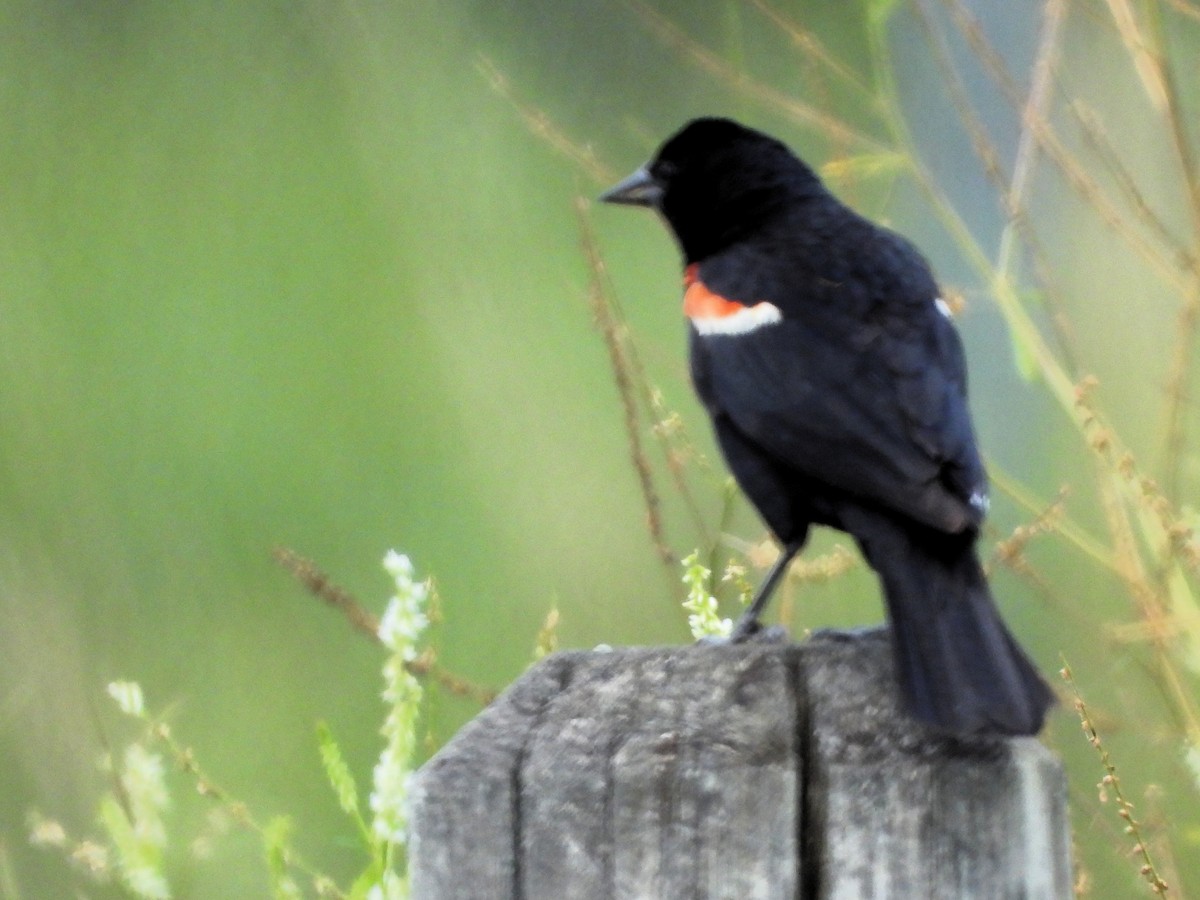 vlhovec červenokřídlý - ML639681102