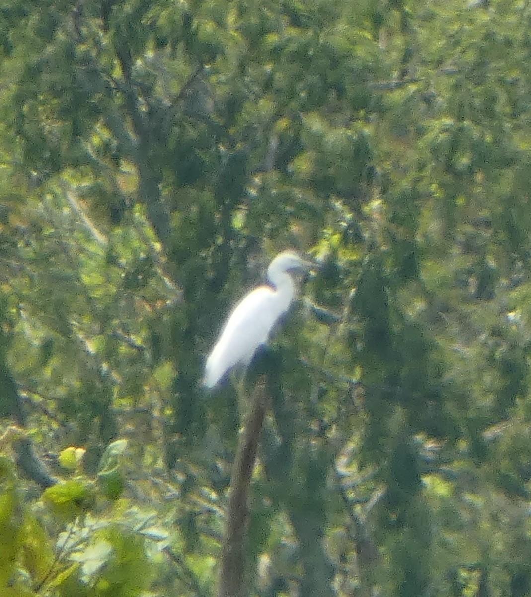 Little Blue Heron - ML639681119