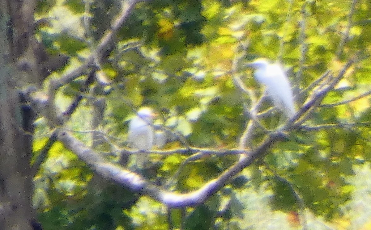 Western Cattle-Egret - ML639681129
