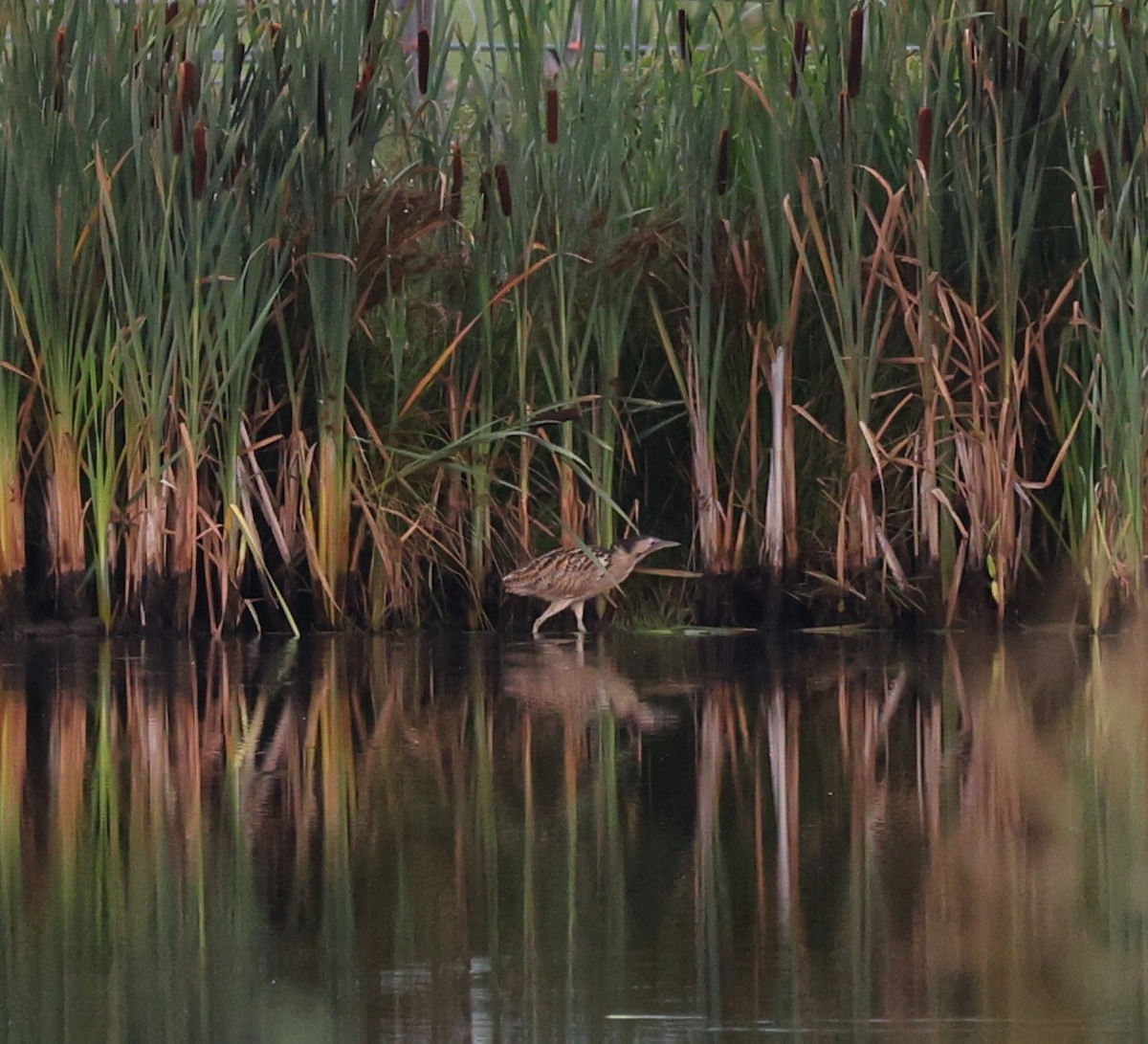 Eurasian Bittern - ML639681130