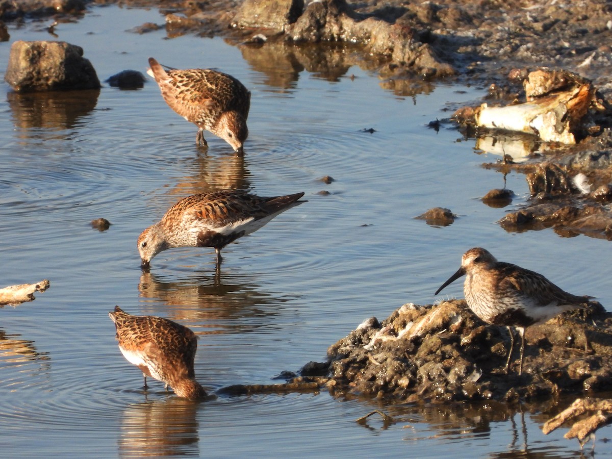 Dunlin - ML639681153