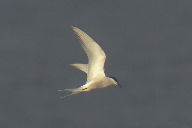 Common Tern (longipennis) - ML639681155