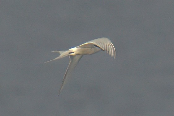 Common Tern (longipennis) - ML639681167