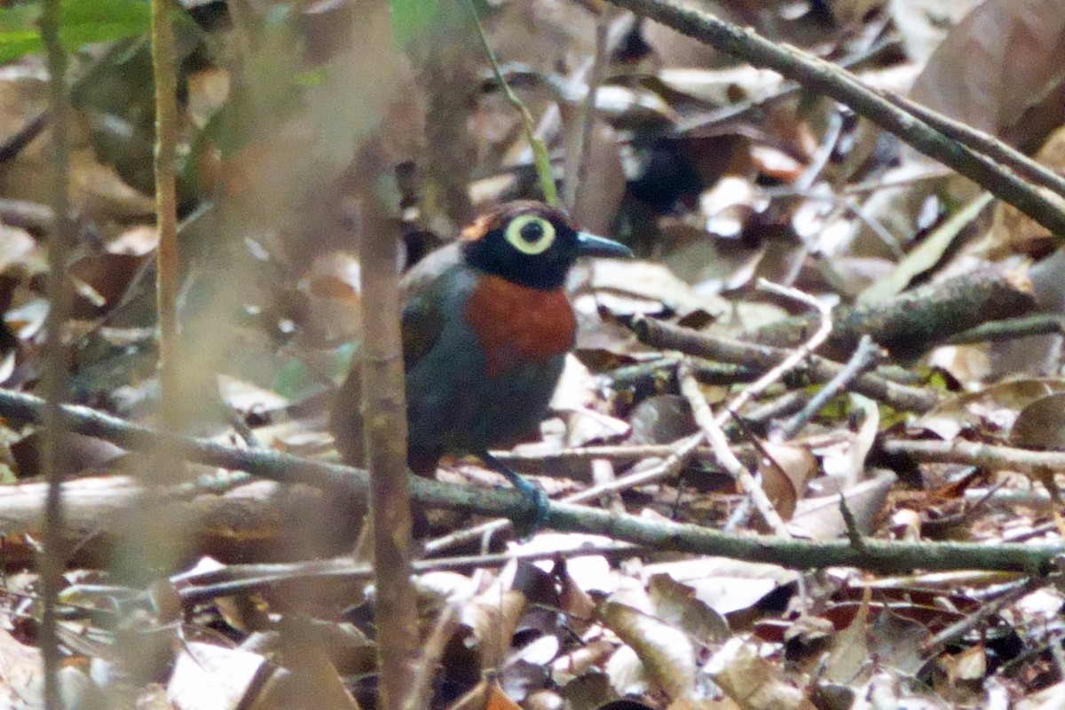 Harlequin Antbird - ML639681196