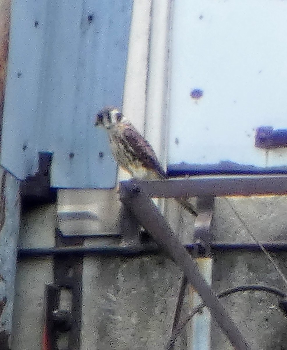 American Kestrel - ML639681210