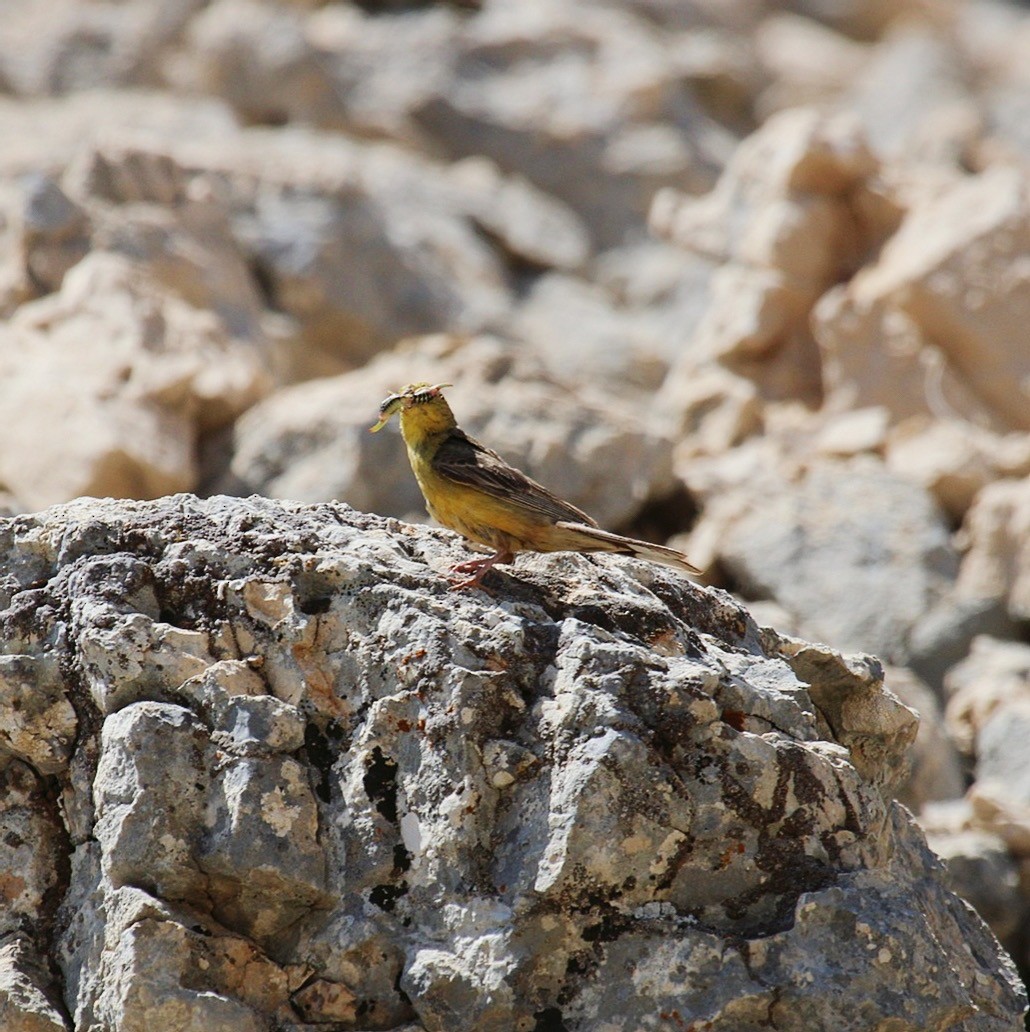 Cinereous Bunting (Yellow-bellied) - ML639681221