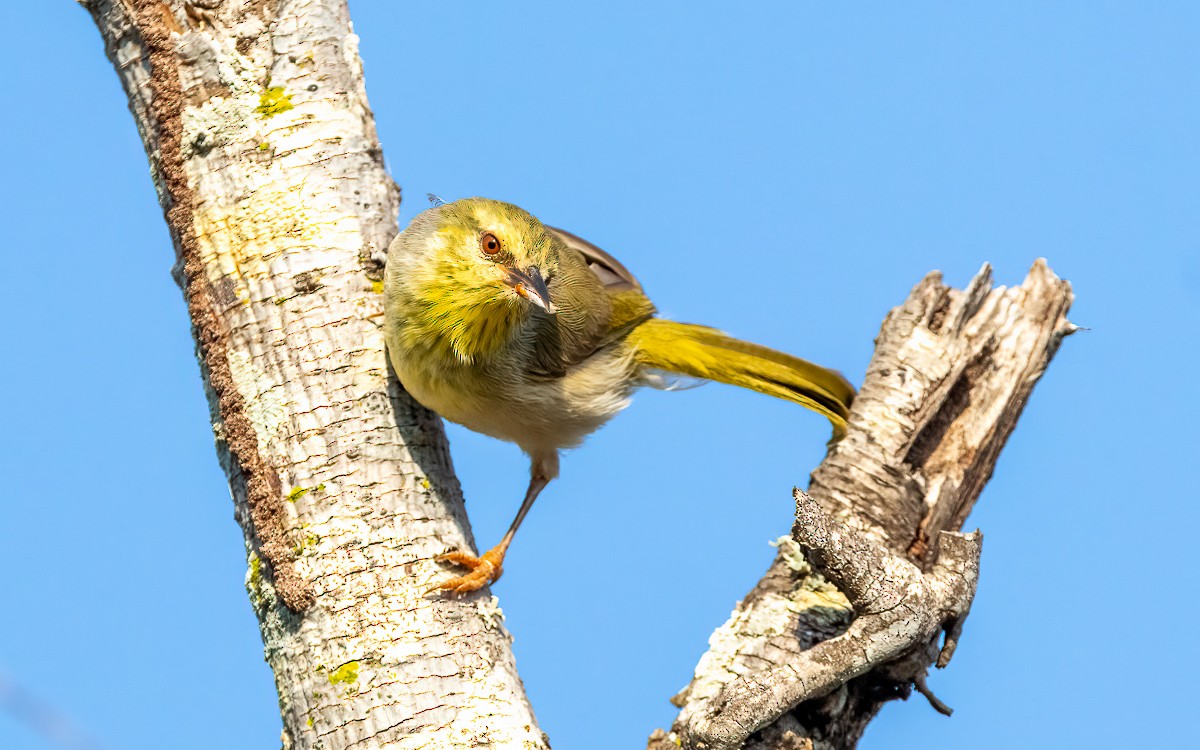 Ереса смугастогорла (підвид pallidior) - ML639681253