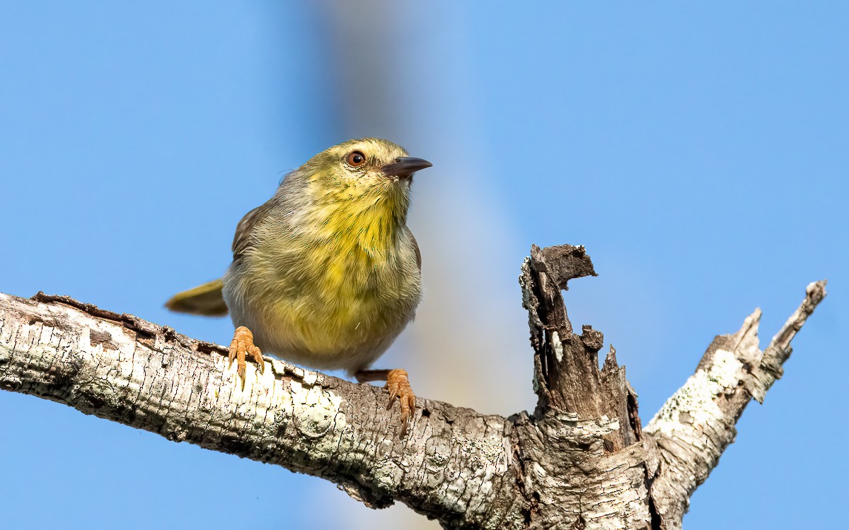 Ереса смугастогорла (підвид pallidior) - ML639681254