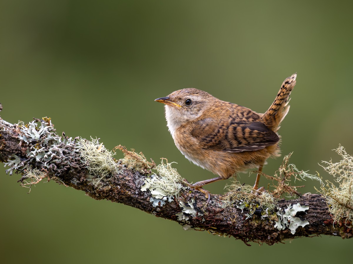 Grass Wren - ML639681310