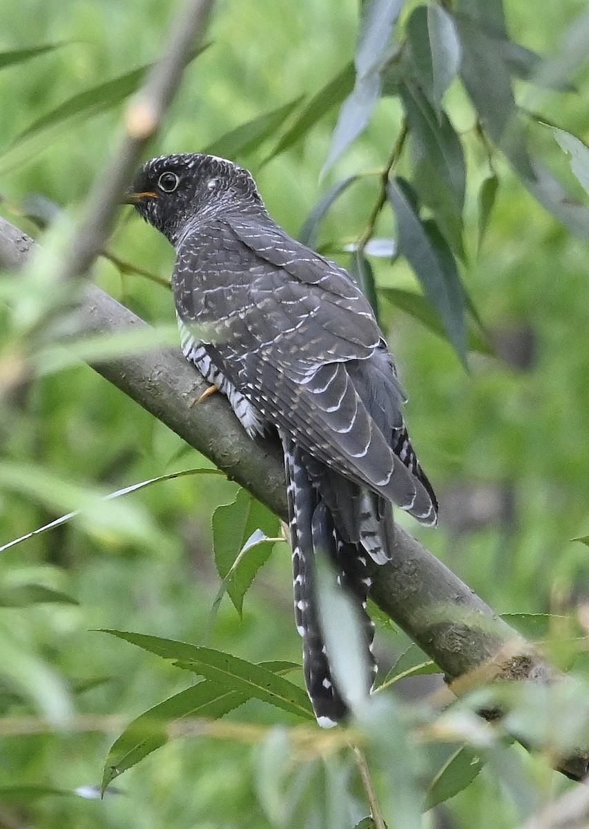 Cuco Común - ML639681329