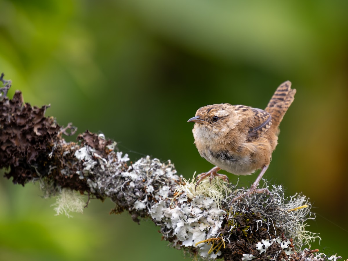 Grass Wren - ML639681391
