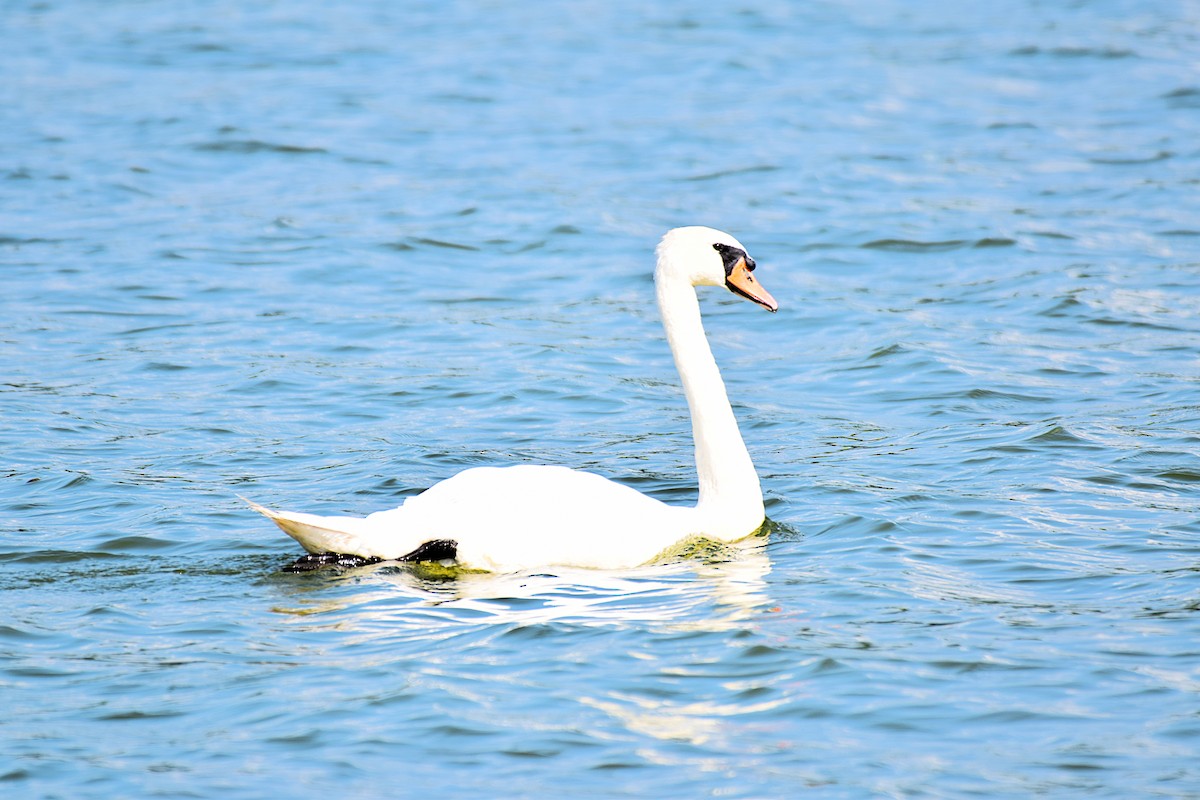 Mute Swan - ML639681509
