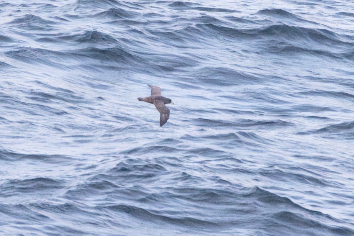Northern Fulmar (Pacific) - ML639681511